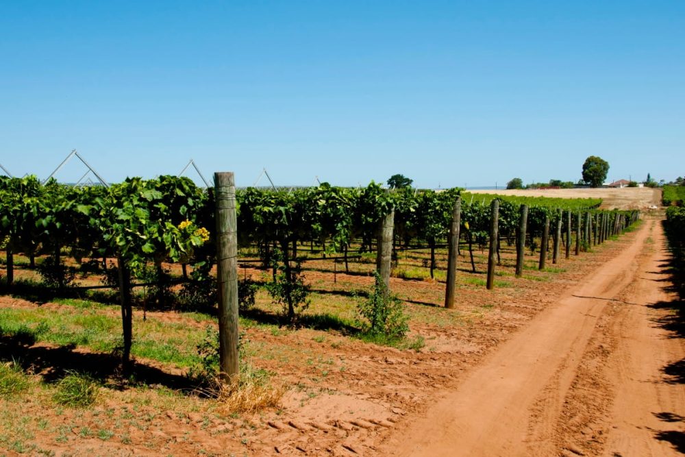 A vineyard in the Swan Valley, located near Ellenbrook, showcasing the suburb's proximity to picturesque rural landscapes and local wineries.